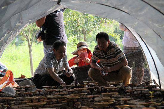 杭州亞運(yùn)會(huì)官方靈芝產(chǎn)品供應(yīng)商|杭州亞運(yùn)會(huì)官方供應(yīng)商|中國靈芝十大品牌|仙客來靈芝|仙客來靈芝破壁孢子粉|仙客來孢子油|仙客來靈芝飲片|仙客來破壁孢子粉|靈芝孢子油|孢子粉|靈芝破壁孢子粉|靈芝|中華老字號 杭州亞運(yùn)會(huì)官方靈芝產(chǎn)品供應(yīng)商|杭州亞運(yùn)會(huì)官方供應(yīng)商|中國靈芝十大品牌|仙客來靈芝|仙客來靈芝破壁孢子粉|仙客來孢子油|仙客來靈芝飲片|仙客來破壁孢子粉|靈芝孢子油|孢子粉|靈芝破壁孢子粉|靈芝|中華老字號