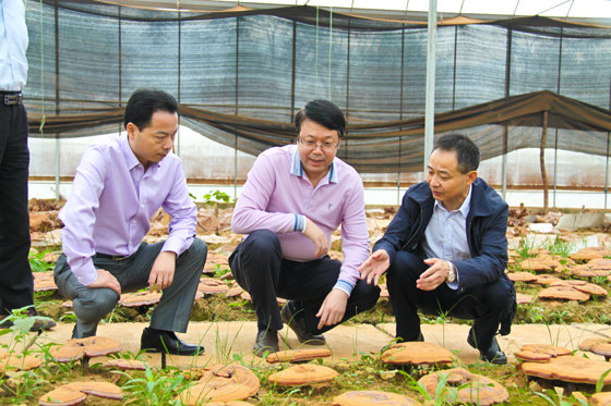 杭州亞運會官方靈芝產(chǎn)品供應(yīng)商|杭州亞運會官方供應(yīng)商|中國靈芝十大品牌|仙客來靈芝|仙客來靈芝破壁孢子粉|仙客來孢子油|仙客來靈芝飲片|仙客來破壁孢子粉|靈芝孢子油|孢子粉|靈芝破壁孢子粉|靈芝|中華老字號 杭州亞運會官方靈芝產(chǎn)品供應(yīng)商|杭州亞運會官方供應(yīng)商|中國靈芝十大品牌|仙客來靈芝|仙客來靈芝破壁孢子粉|仙客來孢子油|仙客來靈芝飲片|仙客來破壁孢子粉|靈芝孢子油|孢子粉|靈芝破壁孢子粉|靈芝|中華老字號