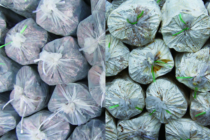 接種萌發(fā)|仙客來靈芝|中國(guó)靈芝十大品牌|中國(guó)馳名商標(biāo)|中國(guó)首家靈芝全產(chǎn)業(yè)鏈可視工廠 接種萌發(fā)|仙客來靈芝|中國(guó)靈芝十大品牌|中國(guó)馳名商標(biāo)|中國(guó)首家靈芝全產(chǎn)業(yè)鏈可視工廠