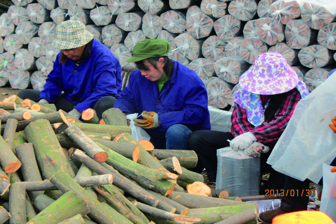 人工裝袋|仙客來靈芝|中國(guó)靈芝十大品牌|中國(guó)馳名商標(biāo)|中國(guó)首家靈芝全產(chǎn)業(yè)鏈可視工廠 人工裝袋|仙客來靈芝|中國(guó)靈芝十大品牌|中國(guó)馳名商標(biāo)|中國(guó)首家靈芝全產(chǎn)業(yè)鏈可視工廠