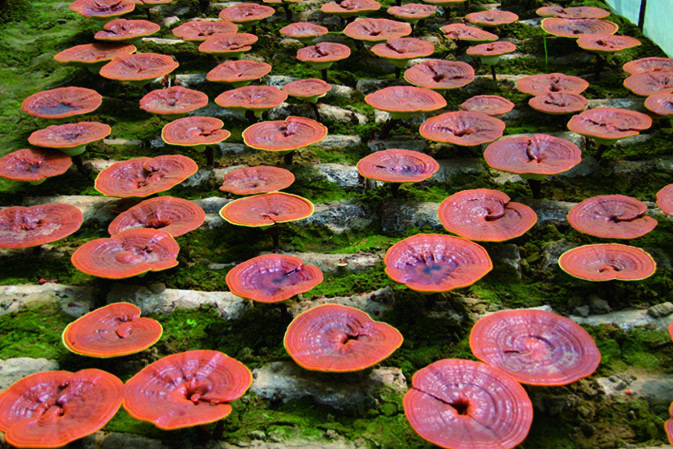 靈芝開傘成長(zhǎng)期|仙客來靈芝|中國(guó)靈芝十大品牌|中國(guó)馳名商標(biāo)|中國(guó)首家靈芝全產(chǎn)業(yè)鏈可視工廠 靈芝開傘成長(zhǎng)期|仙客來靈芝|中國(guó)靈芝十大品牌|中國(guó)馳名商標(biāo)|中國(guó)首家靈芝全產(chǎn)業(yè)鏈可視工廠