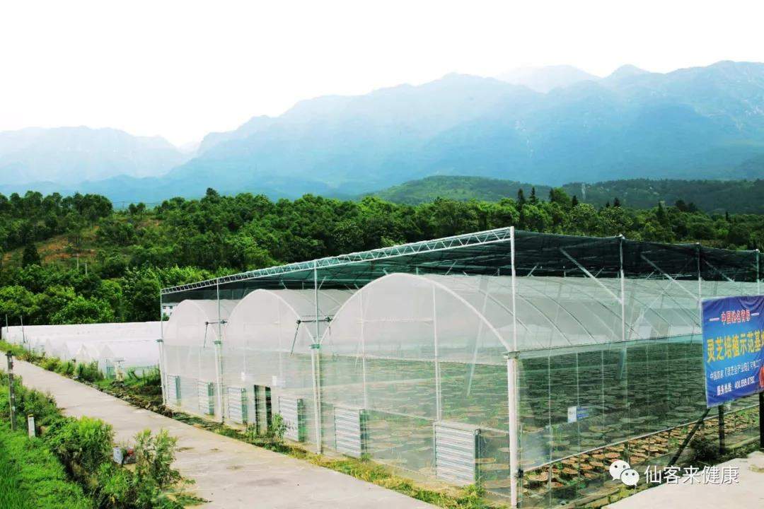 中國靈芝十大品牌|仙客來靈芝|仙客來靈芝破壁孢子粉|仙客來孢子油|仙客來靈芝飲片|仙客來破壁孢子粉|仙客來靈芝中藥飲片|馳名商標|m.pureinfact.com| 中國靈芝十大品牌|仙客來靈芝|仙客來靈芝破壁孢子粉|仙客來孢子油|仙客來靈芝飲片|仙客來破壁孢子粉|仙客來靈芝中藥飲片|馳名商標|m.pureinfact.com|