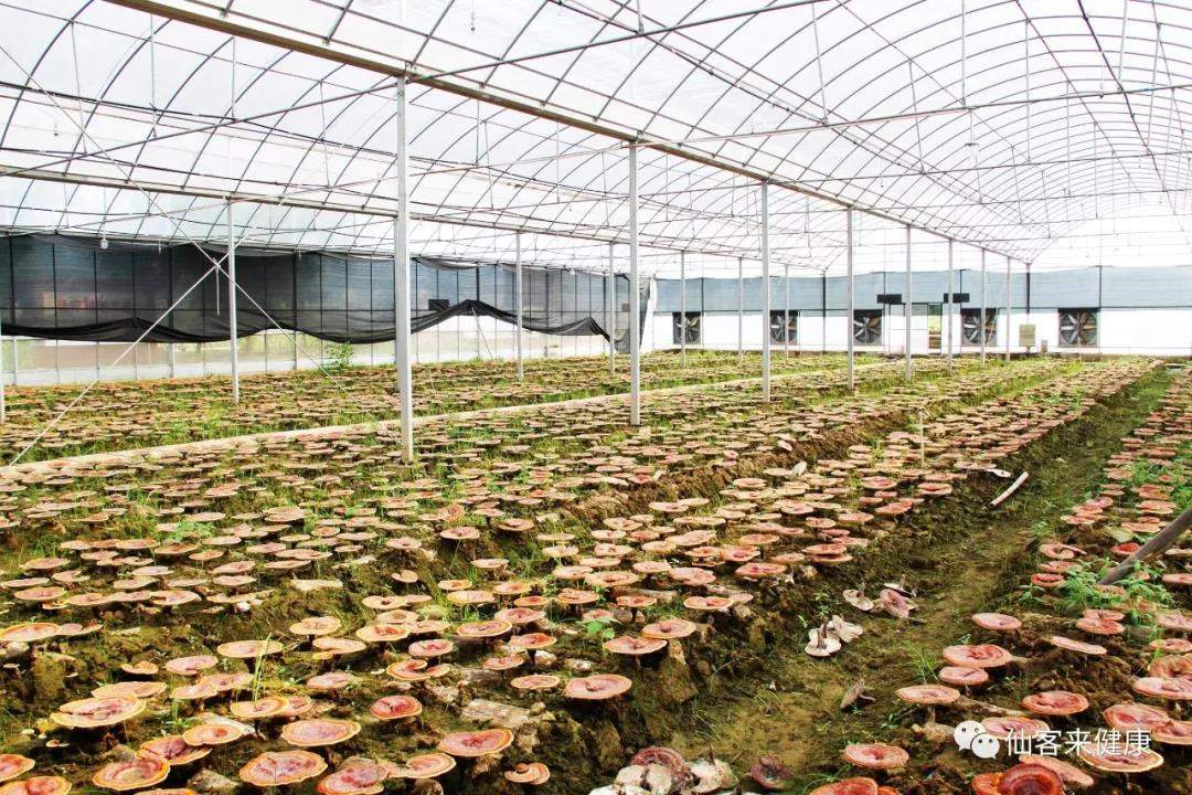 中國靈芝十大品牌|仙客來靈芝|仙客來靈芝破壁孢子粉|仙客來孢子油|仙客來靈芝飲片|仙客來破壁孢子粉|仙客來靈芝中藥飲片|馳名商標|m.pureinfact.com| 中國靈芝十大品牌|仙客來靈芝|仙客來靈芝破壁孢子粉|仙客來孢子油|仙客來靈芝飲片|仙客來破壁孢子粉|仙客來靈芝中藥飲片|馳名商標|m.pureinfact.com|