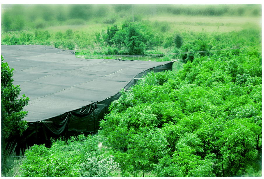 中國靈芝十大品牌|仙客來靈芝|仙客來靈芝破壁孢子粉|仙客來孢子油|仙客來靈芝飲片|仙客來破壁孢子粉|仙客來靈芝中藥飲片|馳名商標(biāo)|m.pureinfact.com| 中國靈芝十大品牌|仙客來靈芝|仙客來靈芝破壁孢子粉|仙客來孢子油|仙客來靈芝飲片|仙客來破壁孢子粉|仙客來靈芝中藥飲片|馳名商標(biāo)|m.pureinfact.com|