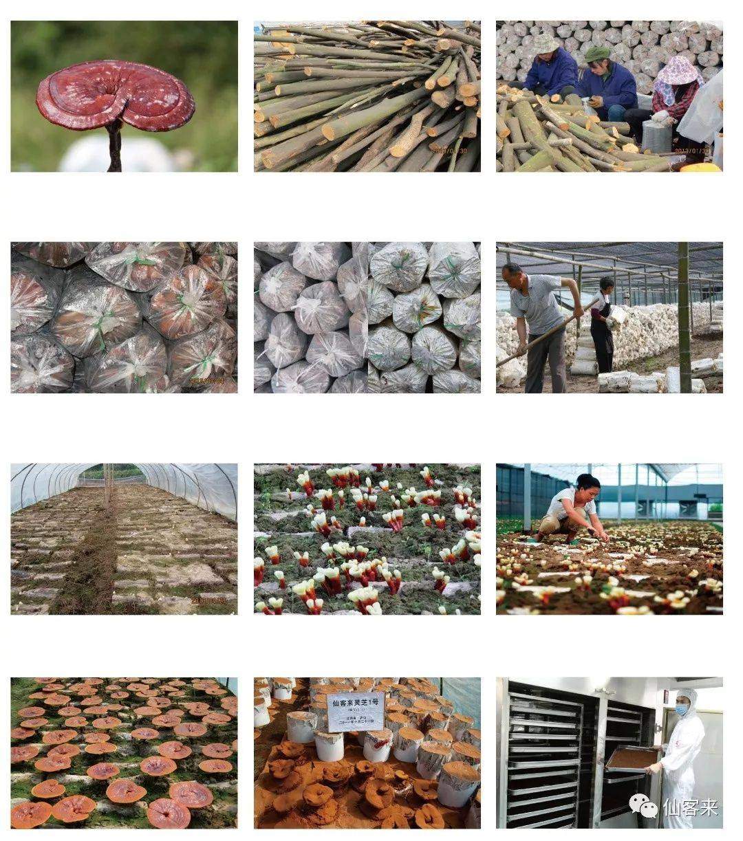 中國靈芝十大品牌|仙客來靈芝|仙客來靈芝破壁孢子粉|仙客來孢子油|仙客來靈芝飲片|仙客來破壁孢子粉|仙客來靈芝中藥飲片|馳名商標|m.pureinfact.com| 中國靈芝十大品牌|仙客來靈芝|仙客來靈芝破壁孢子粉|仙客來孢子油|仙客來靈芝飲片|仙客來破壁孢子粉|仙客來靈芝中藥飲片|馳名商標|m.pureinfact.com|