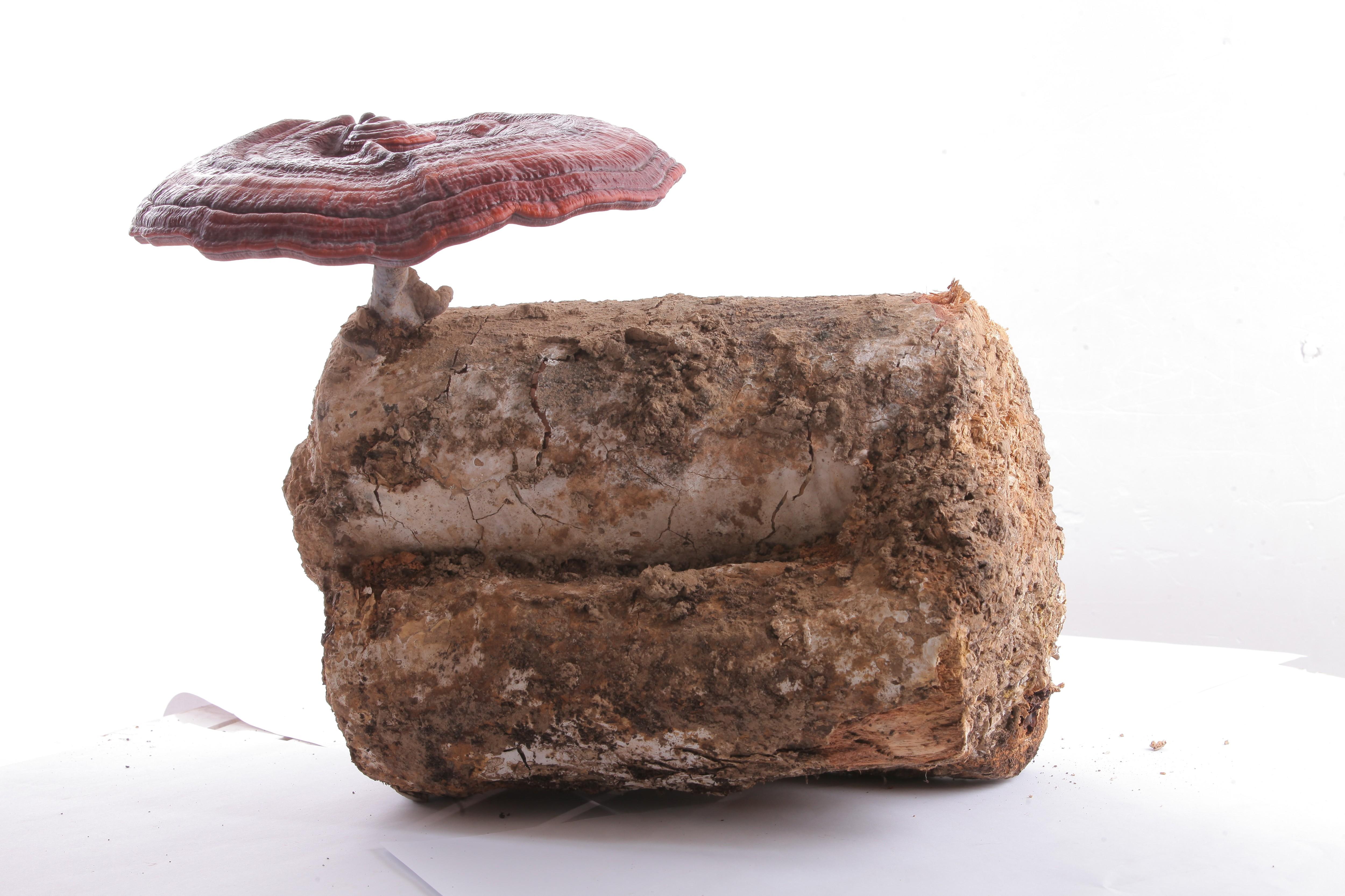 杭州亞運(yùn)會(huì)官方靈芝產(chǎn)品供應(yīng)商|杭州亞運(yùn)會(huì)官方供應(yīng)商|中國靈芝十大品牌|仙客來靈芝|仙客來靈芝破壁孢子粉|仙客來孢子油|仙客來靈芝飲片|仙客來破壁孢子粉|靈芝孢子油|孢子粉|靈芝破壁孢子粉|靈芝|中華老字號 杭州亞運(yùn)會(huì)官方靈芝產(chǎn)品供應(yīng)商|杭州亞運(yùn)會(huì)官方供應(yīng)商|中國靈芝十大品牌|仙客來靈芝|仙客來靈芝破壁孢子粉|仙客來孢子油|仙客來靈芝飲片|仙客來破壁孢子粉|靈芝孢子油|孢子粉|靈芝破壁孢子粉|靈芝|中華老字號