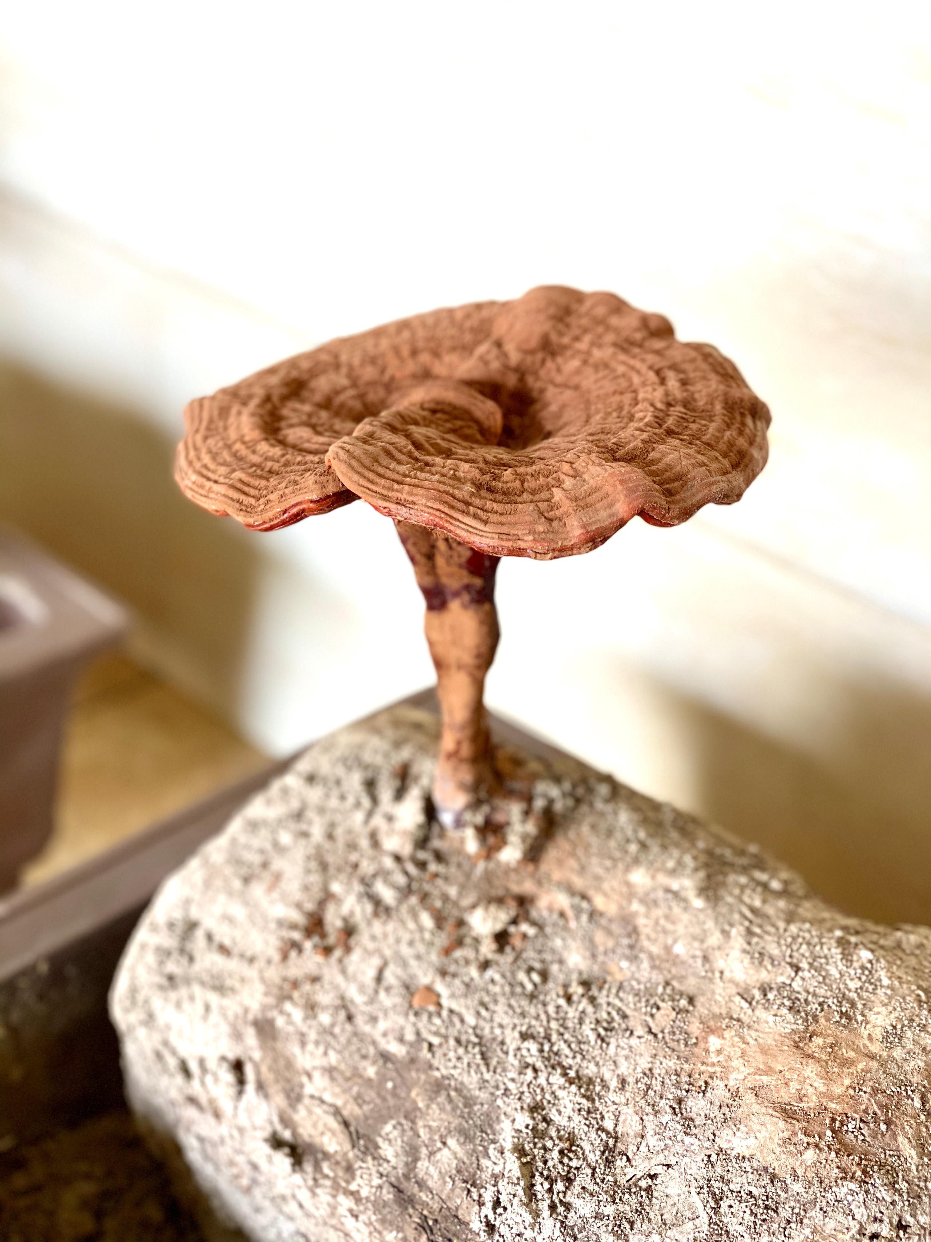 杭州亞運(yùn)會(huì)官方靈芝產(chǎn)品供應(yīng)商|杭州亞運(yùn)會(huì)官方供應(yīng)商|中國靈芝十大品牌|仙客來靈芝|仙客來靈芝破壁孢子粉|仙客來孢子油|仙客來靈芝飲片|仙客來破壁孢子粉|靈芝孢子油|孢子粉|靈芝破壁孢子粉|靈芝|中華老字號 杭州亞運(yùn)會(huì)官方靈芝產(chǎn)品供應(yīng)商|杭州亞運(yùn)會(huì)官方供應(yīng)商|中國靈芝十大品牌|仙客來靈芝|仙客來靈芝破壁孢子粉|仙客來孢子油|仙客來靈芝飲片|仙客來破壁孢子粉|靈芝孢子油|孢子粉|靈芝破壁孢子粉|靈芝|中華老字號