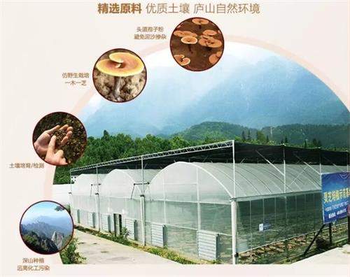 杭州亞運會官方靈芝產(chǎn)品供應商|杭州亞運會官方供應商|中國靈芝十大品牌|仙客來靈芝|仙客來靈芝破壁孢子粉|仙客來孢子油|仙客來靈芝飲片|仙客來破壁孢子粉|靈芝孢子油|孢子粉|靈芝破壁孢子粉|靈芝|中華老字號 杭州亞運會官方靈芝產(chǎn)品供應商|杭州亞運會官方供應商|中國靈芝十大品牌|仙客來靈芝|仙客來靈芝破壁孢子粉|仙客來孢子油|仙客來靈芝飲片|仙客來破壁孢子粉|靈芝孢子油|孢子粉|靈芝破壁孢子粉|靈芝|中華老字號