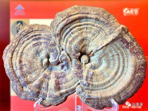 杭州亞運(yùn)會(huì)官方靈芝產(chǎn)品供應(yīng)商|杭州亞運(yùn)會(huì)官方供應(yīng)商|中國(guó)靈芝十大品牌|仙客來(lái)靈芝|仙客來(lái)靈芝破壁孢子粉|仙客來(lái)孢子油|仙客來(lái)靈芝飲片|仙客來(lái)破壁孢子粉|靈芝孢子油|孢子粉|靈芝破壁孢子粉|靈芝|中華老字號(hào) 杭州亞運(yùn)會(huì)官方靈芝產(chǎn)品供應(yīng)商|杭州亞運(yùn)會(huì)官方供應(yīng)商|中國(guó)靈芝十大品牌|仙客來(lái)靈芝|仙客來(lái)靈芝破壁孢子粉|仙客來(lái)孢子油|仙客來(lái)靈芝飲片|仙客來(lái)破壁孢子粉|靈芝孢子油|孢子粉|靈芝破壁孢子粉|靈芝|中華老字號(hào)