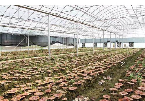 1590115302852294.jpg 5F17FF3BD1BED7B6359D77E928F9C0B5_看圖王.jpg