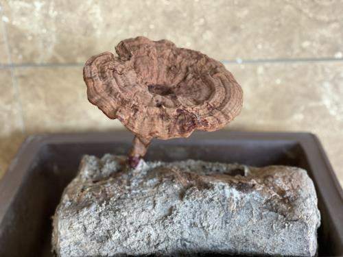 1593762410600926.jpeg IMG_4978.jpeg