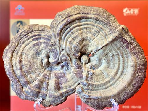 1597393730804169.jpeg IMG_3538.jpeg