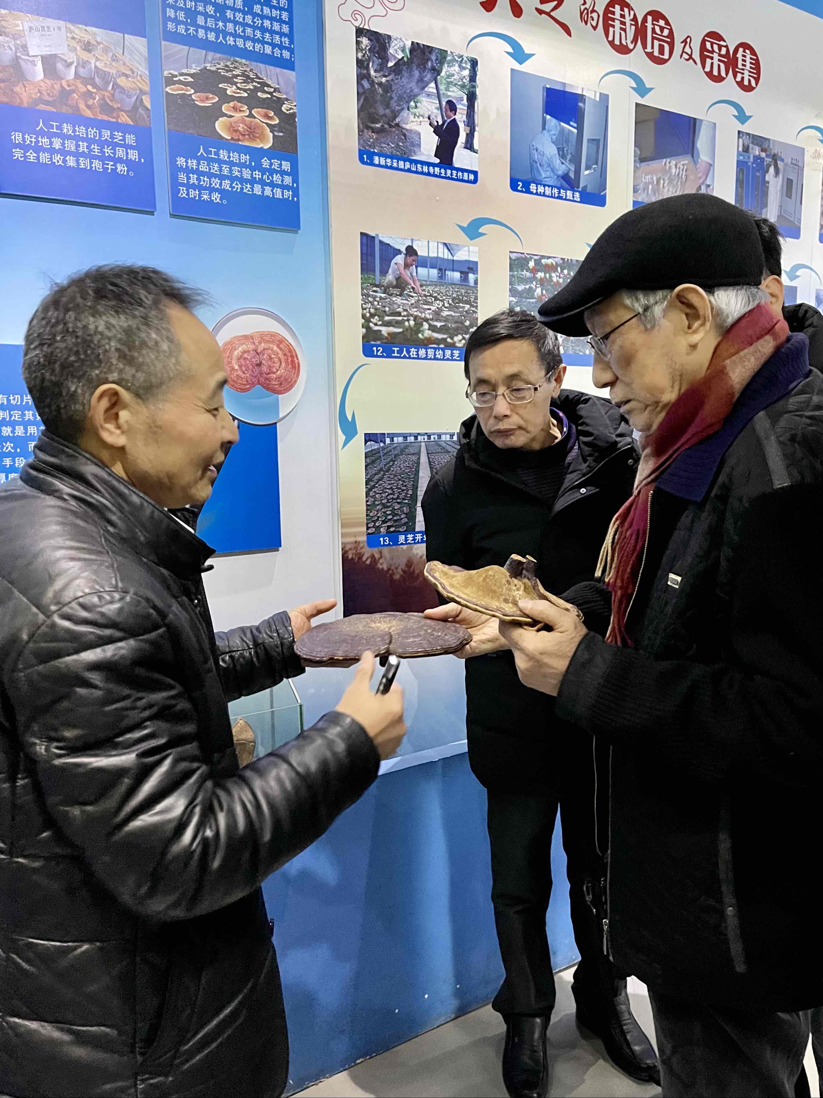 杭州亞運(yùn)會(huì)官方靈芝產(chǎn)品供應(yīng)商|杭州亞運(yùn)會(huì)官方供應(yīng)商|中國(guó)靈芝十大品牌|仙客來靈芝|仙客來靈芝破壁孢子粉|仙客來孢子油|仙客來靈芝飲片|仙客來破壁孢子粉|靈芝孢子油|孢子粉|靈芝破壁孢子粉|靈芝|中華老字號(hào)