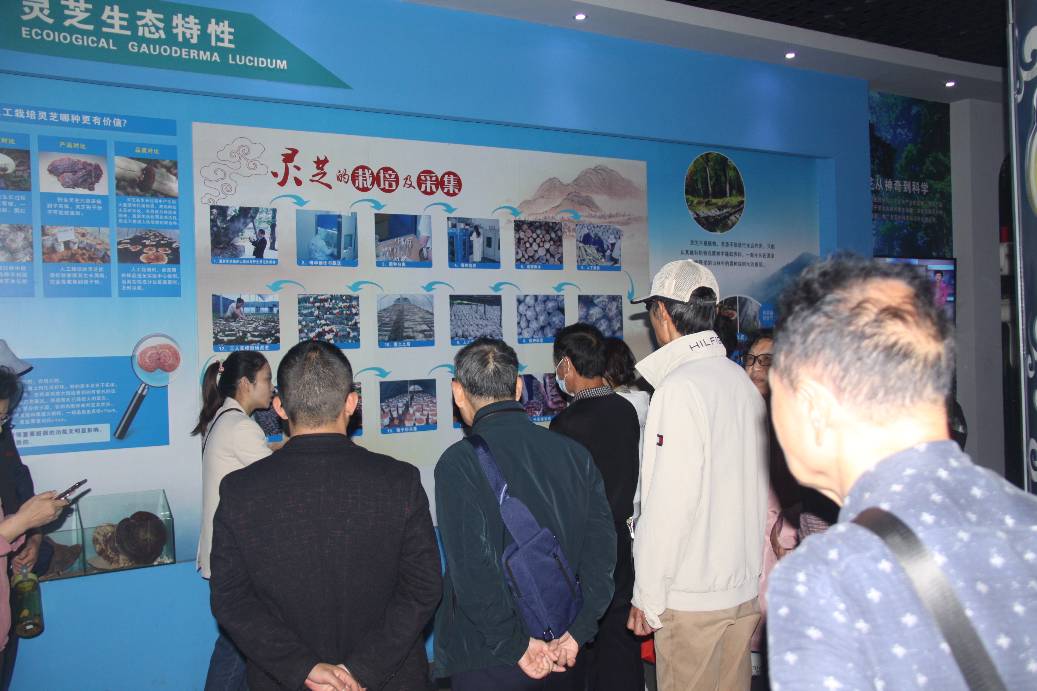 杭州亞運會官方靈芝產(chǎn)品供應(yīng)商|杭州亞運會官方供應(yīng)商|中國靈芝十大品牌|仙客來靈芝|仙客來靈芝破壁孢子粉|仙客來孢子油|仙客來靈芝飲片|仙客來破壁孢子粉|靈芝孢子油|孢子粉|靈芝破壁孢子粉|靈芝|中華老字號