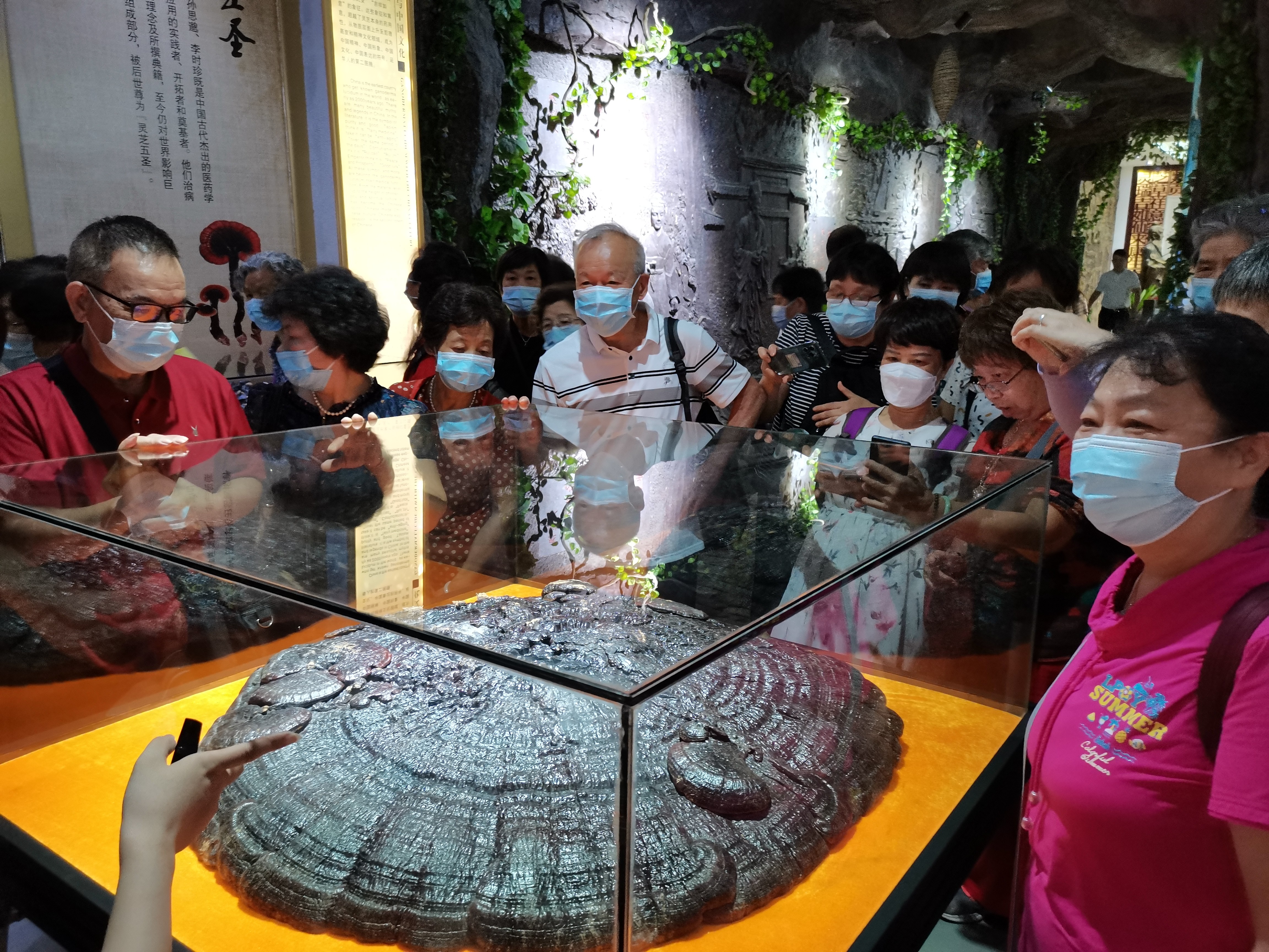 杭州亞運(yùn)會官方靈芝產(chǎn)品供應(yīng)商|杭州亞運(yùn)會官方供應(yīng)商|中國靈芝十大品牌|仙客來靈芝|仙客來靈芝破壁孢子粉|仙客來孢子油|仙客來靈芝飲片|仙客來破壁孢子粉|靈芝孢子油|孢子粉|靈芝破壁孢子粉|靈芝|中華老字號