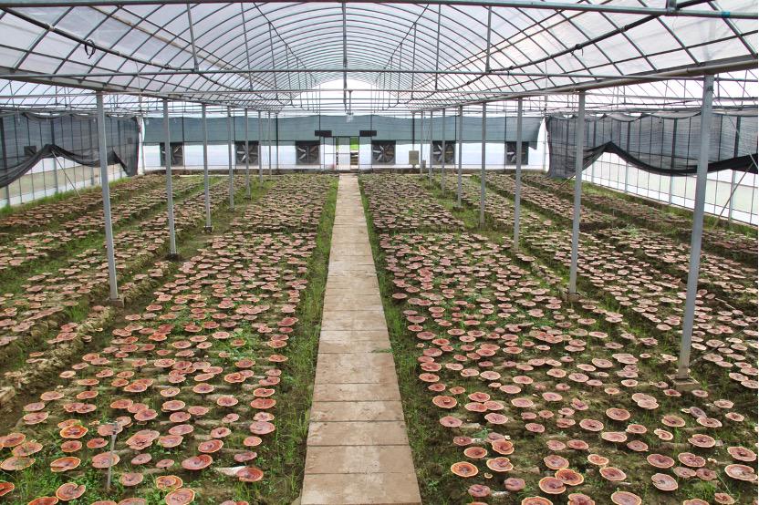 杭州亞運(yùn)會官方靈芝產(chǎn)品供應(yīng)商|杭州亞運(yùn)會官方供應(yīng)商|中國靈芝十大品牌|仙客來靈芝|仙客來靈芝破壁孢子粉|仙客來孢子油|仙客來靈芝飲片|仙客來破壁孢子粉|靈芝孢子油|孢子粉|靈芝破壁孢子粉|靈芝|中華老字號