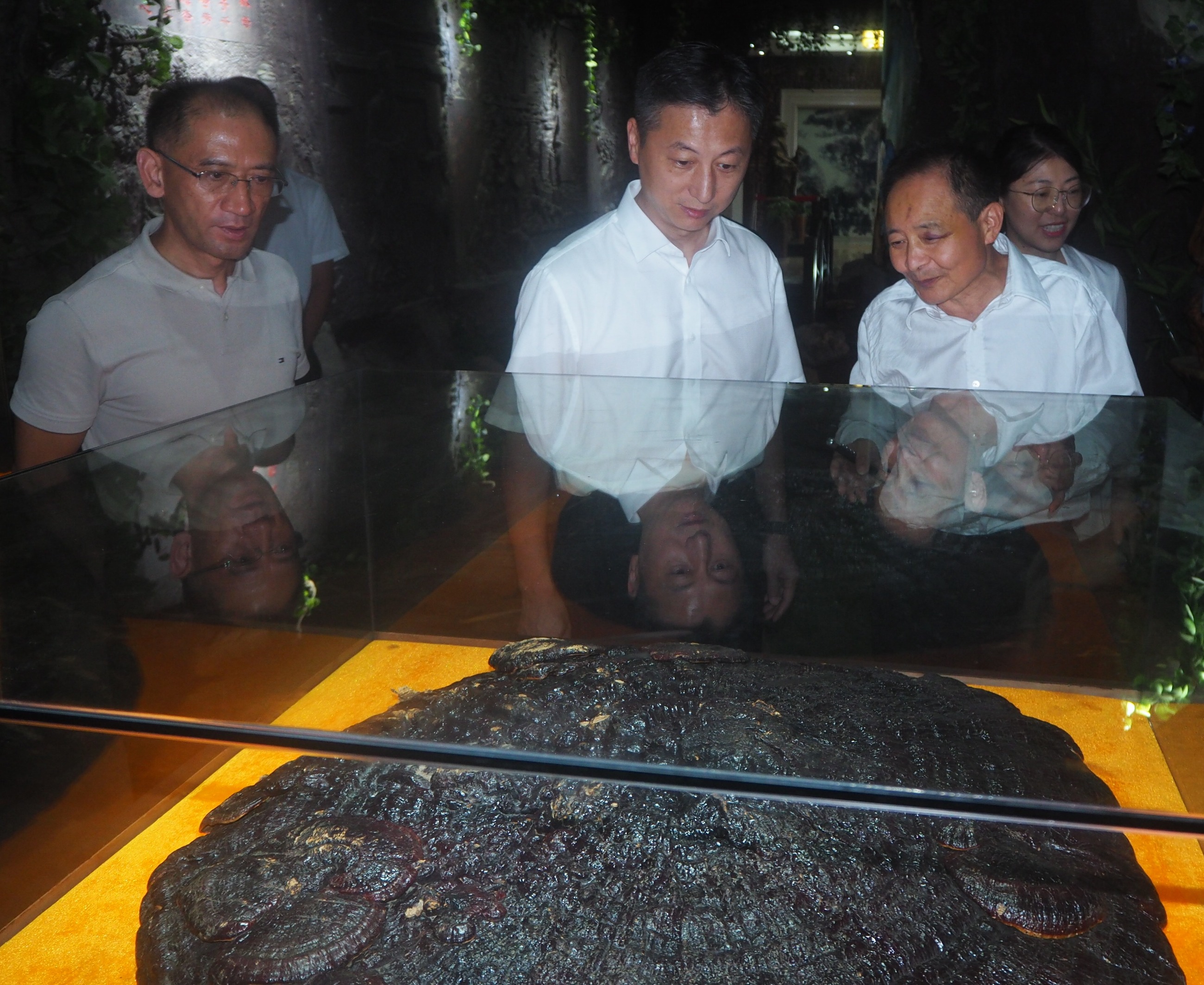 杭州亞運(yùn)會官方靈芝產(chǎn)品供應(yīng)商|杭州亞運(yùn)會官方供應(yīng)商|中國靈芝十大品牌|仙客來靈芝|仙客來靈芝破壁孢子粉|仙客來孢子油|仙客來靈芝飲片|仙客來破壁孢子粉|靈芝孢子油|孢子粉|靈芝破壁孢子粉|靈芝|中華老字號