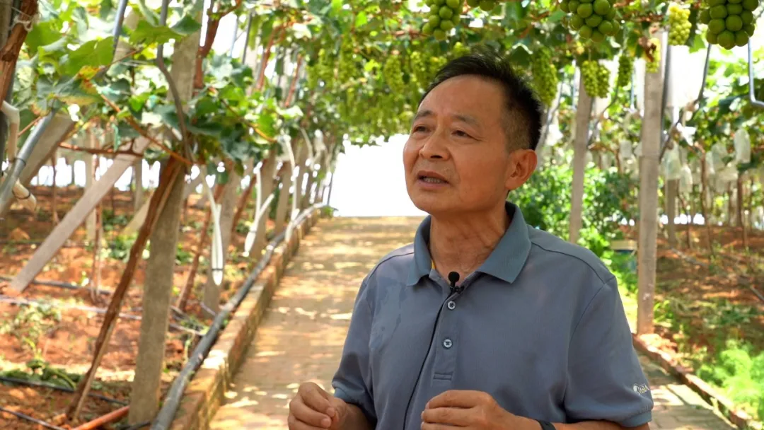 杭州亞運會官方靈芝產(chǎn)品供應商|杭州亞運會官方供應商|中國靈芝十大品牌|仙客來靈芝|仙客來靈芝破壁孢子粉|仙客來孢子油|仙客來靈芝飲片|仙客來破壁孢子粉|靈芝孢子油|孢子粉|靈芝破壁孢子粉|靈芝|中華老字號 杭州亞運會官方靈芝產(chǎn)品供應商|杭州亞運會官方供應商|中國靈芝十大品牌|仙客來靈芝|仙客來靈芝破壁孢子粉|仙客來孢子油|仙客來靈芝飲片|仙客來破壁孢子粉|靈芝孢子油|孢子粉|靈芝破壁孢子粉|靈芝|中華老字號