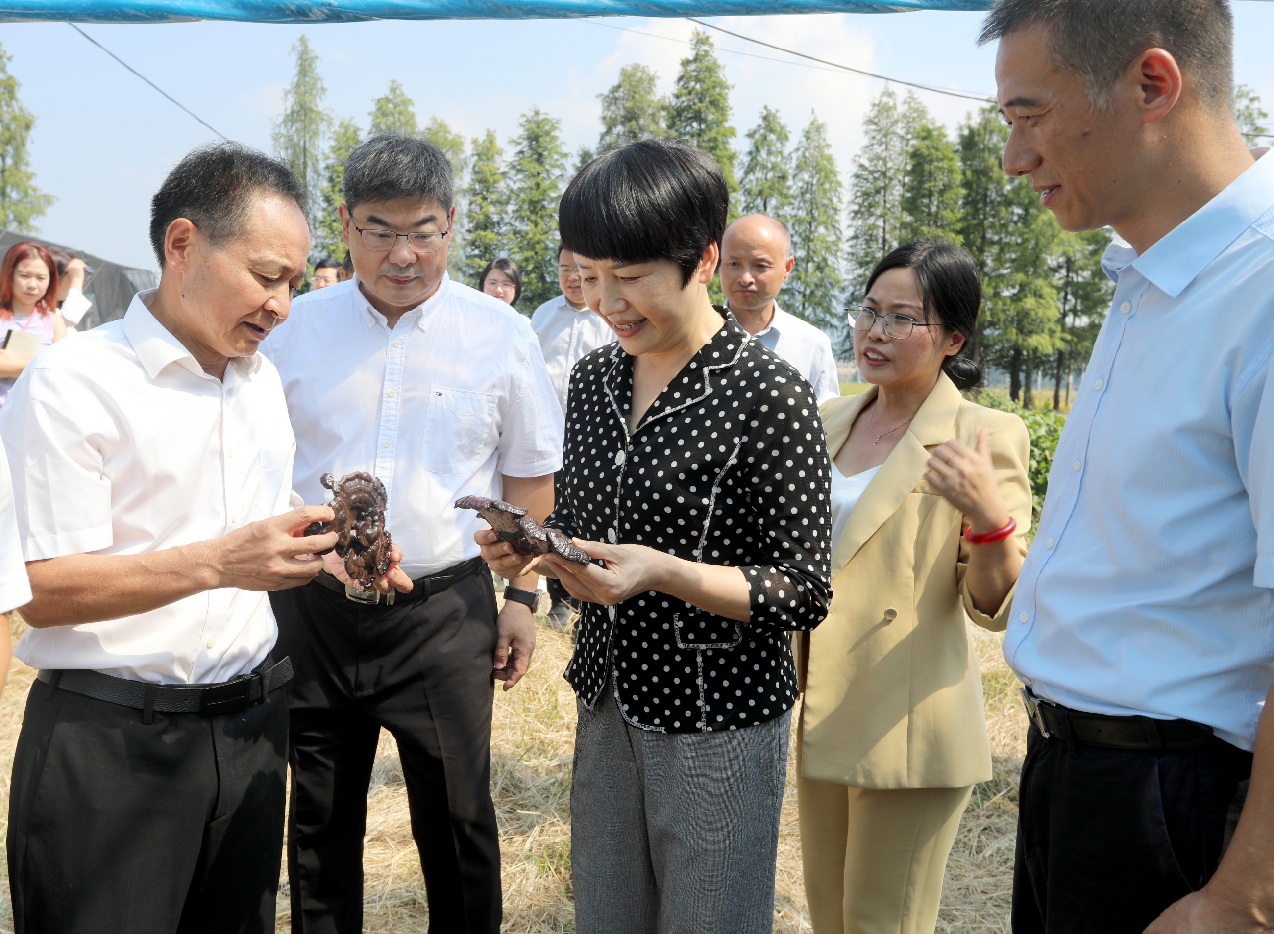 杭州亞運會官方靈芝產(chǎn)品供應(yīng)商|杭州亞運會官方供應(yīng)商|中國靈芝十大品牌|仙客來靈芝|仙客來靈芝破壁孢子粉|仙客來孢子油|仙客來靈芝飲片|仙客來破壁孢子粉|靈芝孢子油|孢子粉|靈芝破壁孢子粉|靈芝|中華老字號 杭州亞運會官方靈芝產(chǎn)品供應(yīng)商|杭州亞運會官方供應(yīng)商|中國靈芝十大品牌|仙客來靈芝|仙客來靈芝破壁孢子粉|仙客來孢子油|仙客來靈芝飲片|仙客來破壁孢子粉|靈芝孢子油|孢子粉|靈芝破壁孢子粉|靈芝|中華老字號