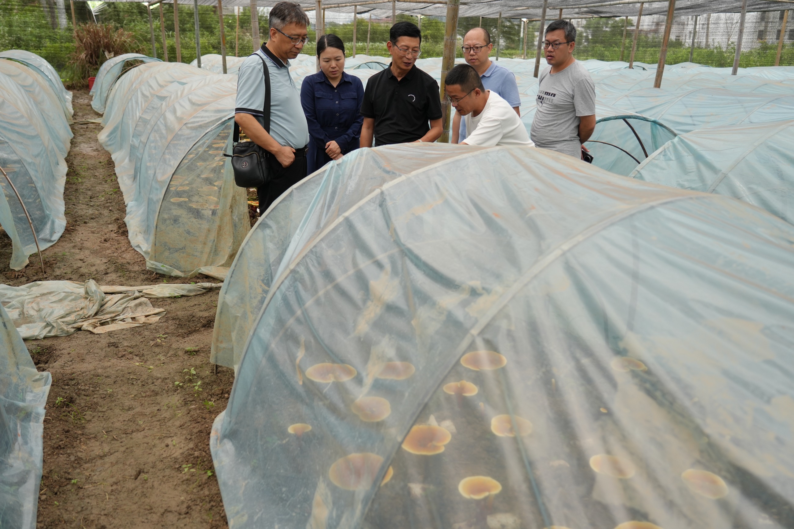 杭州亞運(yùn)會(huì)官方靈芝產(chǎn)品供應(yīng)商|杭州亞運(yùn)會(huì)官方供應(yīng)商|中國(guó)靈芝十大品牌|仙客來(lái)靈芝|仙客來(lái)靈芝破壁孢子粉|仙客來(lái)孢子油|仙客來(lái)靈芝飲片|仙客來(lái)破壁孢子粉|靈芝孢子油|孢子粉|靈芝破壁孢子粉|靈芝|中華老字號(hào)