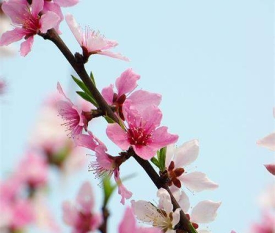 清明小長假謹(jǐn)防疫情！健康長壽請謹(jǐn)記這“三個字”