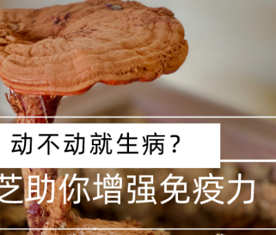 靈芝，預防您夏季上&ldquo;火&rdquo;