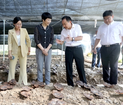 江西省委常委、宣傳部部長盧小青深入廬山市通書院村靈芝基地調(diào)研